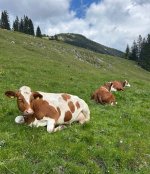 IMG_0534.jpeg