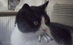 source.gif